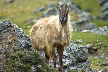 Himalayan National Park Thumb