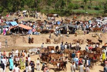 Nalwari-Cattle-Fair-Bilaspur