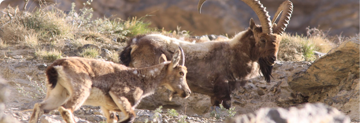 Manali Wildlife Sanctuary Banner